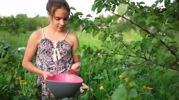 Young Girl Sitting on Chair, Collecting Berries in Garden.