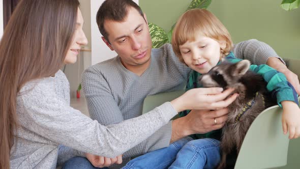 Child Plays with a Domestic Raccoon