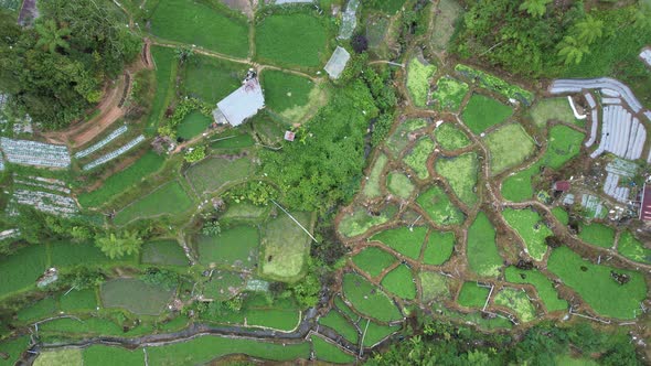 Cameron Highlands, Pahang Malaysia