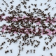 ants - VideoHive Item for Sale