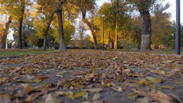 Beautiful Colorful Leaves Lies on the Road in the Autumn Park