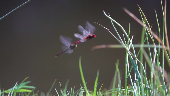 Dragonfly (odonata). Mating dragonflies in the wild. Slow motion