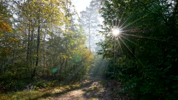 Sun Rays Coming Through Trees in an Autumn Forest. Gimbal Shot. Walking Along a Forest Trail