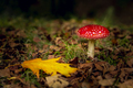 Amanita mushroom - PhotoDune Item for Sale