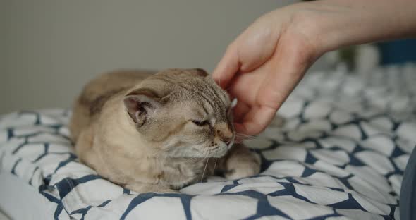 Closeup of Woman's Hand Stroking Domestic Cat Lying Down on a Bed at Home