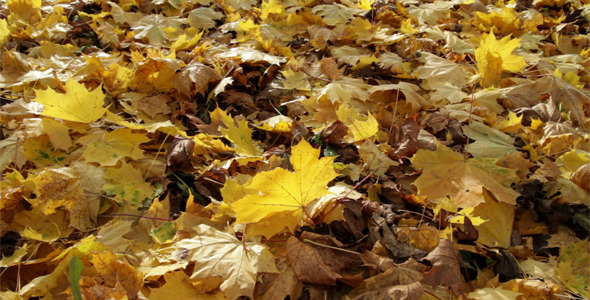 Autumn Leaves