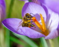 Bee at a purple crocus flower blossom - PhotoDune Item for Sale