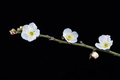 three white plum blossoms bloom on branch - PhotoDune Item for Sale