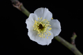 white plum flower closeup - PhotoDune Item for Sale