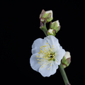 white plum flower closeup - PhotoDune Item for Sale