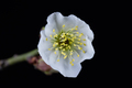 green calyx plum flower closeup - PhotoDune Item for Sale