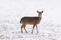 Wild roe deer in winter - PhotoDune Item for Sale