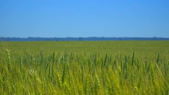 Wheat Field On The Sky Background