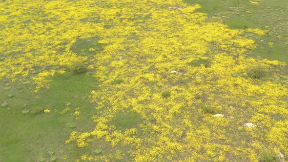 Spring flower Basket of gold Alyssum Aurinia saxatilis in the field 4K drone footage