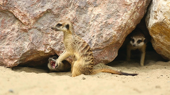 Meerkats