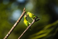 Orange Chinned Parakeet (Brotogeris Jugularis), Boca Tapada, Alajuela Province, Costa Rica - PhotoDune Item for Sale