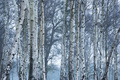 Birch Tree woodland in Richmond Park, London, England - PhotoDune Item for Sale