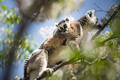 Baby Ring-tailed Lemur (Lemur catta), Anja Community Reserve, Haute Matsiatra Region, Madagascar - PhotoDune Item for Sale