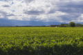 Vineyards at a winery in the Uco Valley (Valle de Uco), a wine region in Mendoza Province, Argentina - PhotoDune Item for Sale