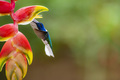 White-necked Jacobin (Florisuga mellivora aka Collared Hummingbird) Boca Tapada, Alajuela Province, - PhotoDune Item for Sale