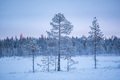 Beautiful, tranquil, winter wonderland snow covered forest scenery and landscape at Yllasjarvi, Lapl - PhotoDune Item for Sale