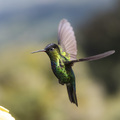 Fiery-throated Hummingbird (Panterpe insignis), San Gerardo de Dota, San Jose Province, Costa Rica - PhotoDune Item for Sale