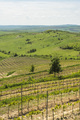 Vineyards at a winery near Brasov, Transylvania, Romania - PhotoDune Item for Sale