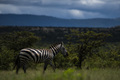 Zebra (Equus quagga) at El Karama Ranch, Laikipia County, Kenya - PhotoDune Item for Sale