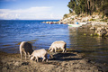 Pigs at Challapampa, Isla del Sol (Island of the Sun), Lake Titicaca, Bolivia, South America - PhotoDune Item for Sale