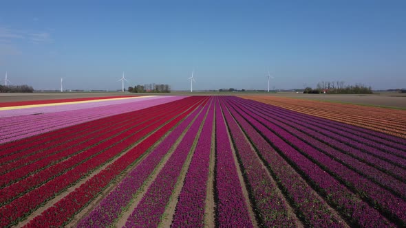 Colorful flowerfields with blooming tulips in the Flevopolder of the Netherlands