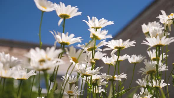 Beautiful Daisy Flowers in the Courtyard
