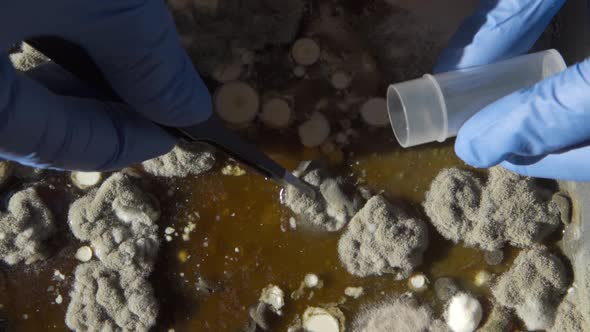 A Laboratory Technician in Medical Gloves Takes Mold for a Scientific Experiment