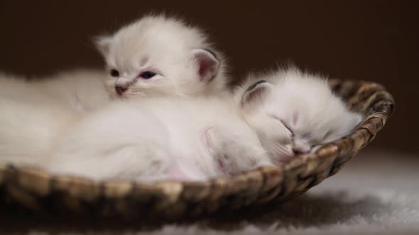 Tiny Tired Kittens