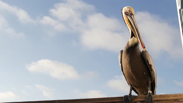 Wild Brown Pelican on Pier California Ocean Beach USA