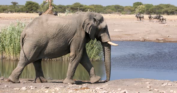 majestic african elephant comming to waterhole