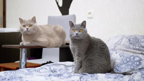 Two Gray Fluffy Cats are Sitting on Bed Watching the Movement of the Object