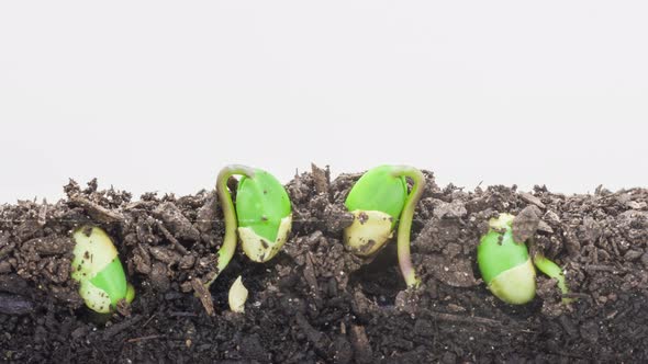 Soy Beans Sprouting Time Lapse
