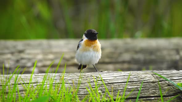 European Stonechat