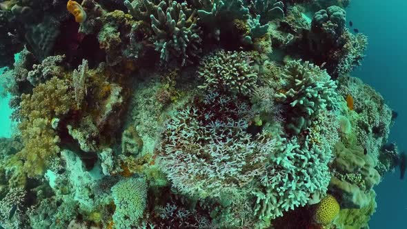 Coral Reef with Fish Underwater. Bohol, Philippines.