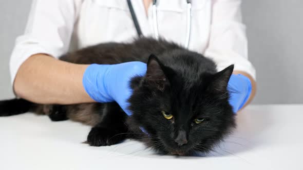 Unrecognizable Veterinarian Probes the Neck and Head of a Black Cat Slow Motion