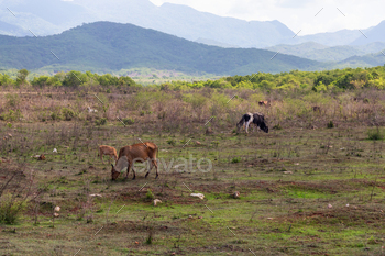 Taken near Trinidad, Cuba.