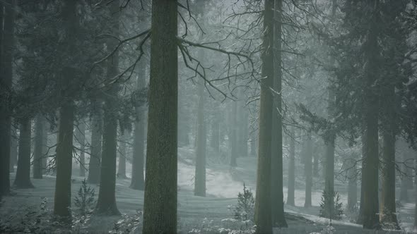 Winter Snowcovered Forest on a Cloudy Day