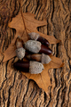 acorns on rustic wooden background - PhotoDune Item for Sale