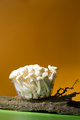 Edible white shimeji mushrooms on wooden - PhotoDune Item for Sale