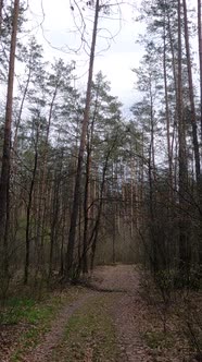 Vertical Video of the Small Road in the Forest During the Day