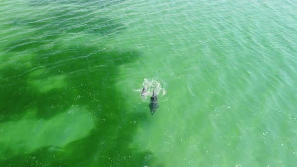 Flight Over Dolphins in the Sea