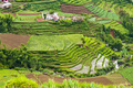 Aerial Photo of Terraced Vegetable Fields, Wonosobo Town, Dieng Plateau, Central Java, Indonesia - PhotoDune Item for Sale