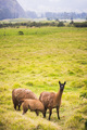 Llamas at Hacienda Zuleta, Imbabura, Ecuador, South America - PhotoDune Item for Sale