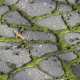 Mossy Asphalt PBR Material (2 in 1) - 3DOcean Item for Sale