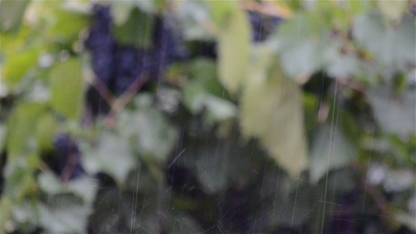 Vine Grapes In The Rain 2